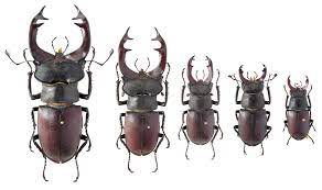 In europe, five different lucanus species occur, l. Guidelines For The Monitoring Of Lucanus Cervus