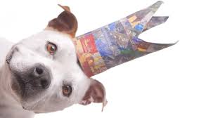 New york institute of photography. Best Cameras For Pet Photography For All Skill Levels Updated 2020