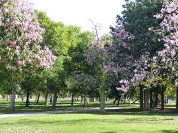 Na Companhia Do Gato Dias De Outono Autumn Days Valencia Spain Valencia Spain