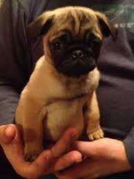 Pug puppies can be intimidating at first, as they seem to small, cute, and delicate. Pug Puppies For Sale In Medford Oregon Classified Americanlisted Com