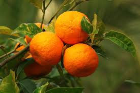 Image result for Citrus × aurantium