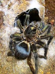 Image result for Tridactyle gentilii