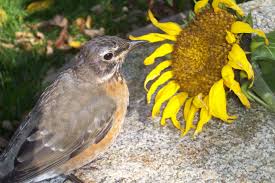 Gloria Picking Bugs Out Of My Sunflowers Baby Robin American Robin Gloria