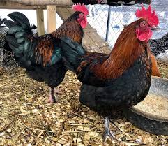 French copper marans are a phenomenal dual purpose breed, weighing in at 7 to 9 pounds at full maturity and laying around 150 to. Our Greenfire Farms French Black Copper Spectrum Poultry Facebook