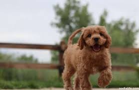 Maybe you would like to learn more about one of these? How Big Do Cavapoos Get Cavapoo Size Guide Oodle Life