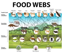 The terrestrial food chain featuring producers, consumers, and decomposers. Education Poster Of Biology For Food Webs Diagram 1778184 Vector Art At Vecteezy