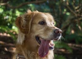 The society of humane friends of georgia is partnering with the gwinnett. Low Cost Pet Vaccinations Mckinney Online Mckinney Tx