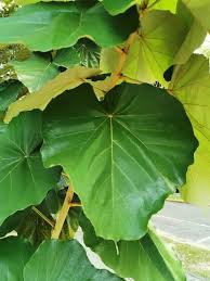 Image result for Pterospermum acerifolium