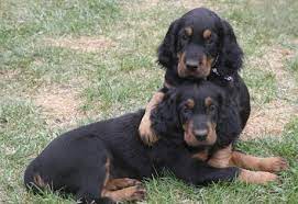 Gordon Setter Dog Breed Information Setter Puppies Gordon Setter Dog Breeds