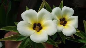 Image result for Turneraceae