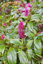 Image result for Phytolacca