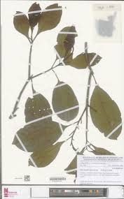 Image result for Petersianthus macrocarpus