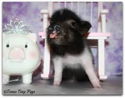 Minemineminemine Mine D Why Can T I Live In A House And Not The Dorms Cute Pigs Mini Teacup Pigs Teacup Pigs