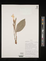 Image result for Siphonochilus brachystemon