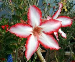 Image result for Adenium multiflorum