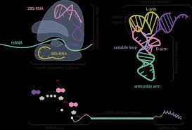 Artificial Evolution of Nucleic Acid Catalysts and their Use for Studying  RNA Artifizielle Evolution von katalytischen Nuclein