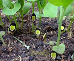 Image result for Aristolochia heppii