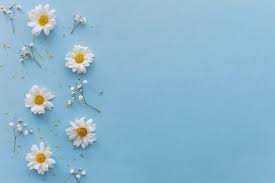 Top View Of White Daisy Flowers Petals And Yellow Pollen Against White Backdrop Photo Free In 2020 Vintage Desktop Wallpapers Cute Laptop Wallpaper Laptop Wallpaper