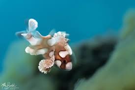 Image result for Rinorea elliptica