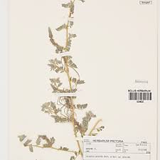 Image result for Indigofera daleoides