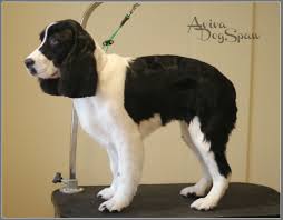 Springer Spaniel Dog Groomer In Coquitlam Springer Puppies Spaniel Dog Dog Groomers