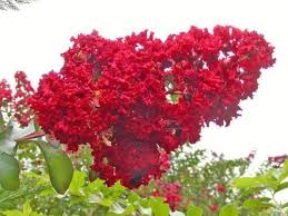 Bright, unique lavender flowers for up to 6 months why muskogee crape myrtle trees? Shop Dynamite Red Crape Myrtle Tree Live Pl At Artsy Sister In 2021 Myrtle Tree Flowering Trees Crape Myrtle