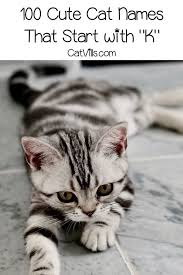 Generally the identify pops to your thoughts and typically you want a scant zeal. 100 Cute Cat Names That Start With K Cute Cat Names Cat Names Cats