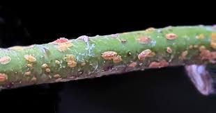 Image result for scale on plant