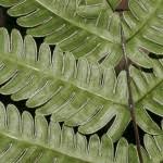 Image result for Pteris linearis