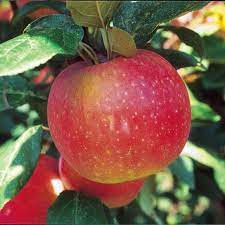 Trees for sale in minnesota at minnesota wholesale trees | call us: Zestar Apple Dwarf In 2021 Fruit Trees In Containers Growing Fruit Trees Growing Apple Trees