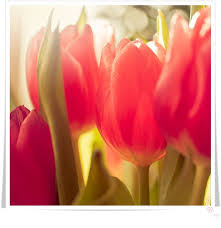 Buketten Boras Blogg Flowers Tulips Flowers Nature