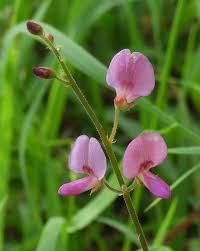 Image result for Desmodium