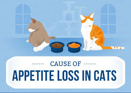 A cat might stop eating for a number of reasons. Cat Not Eating Causes Of Appetite Loss In Cats Canna Pet