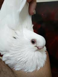 Pin By Mohamed Ahmed On Pigeons Life Pigeon Animals Birds