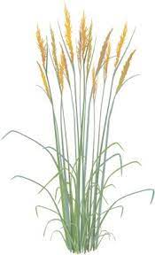 Sorghastrum Nutans Indian Grass Illustration Of Sorghastrum Nutans Indian Grass Symbol Vect Annuals Vs Perennials Long Blooming Perennials Shade Perennials