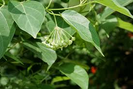 Image result for Marsdenia dregea