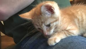 Teething should cease, but your kitten may still discover how fun it is to chew on things. 9 Week Old Kitten Care Feeding And Development