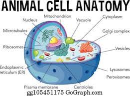 Most of the cells are microscopic hence they can only be seen under a microscope in order to study their anatomy. Animal Cell Clip Art Royalty Free Gograph