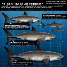 Megalodon Size Part 2 By Harry The Fox Megalodon Shark Pictures Prehistoric Animals