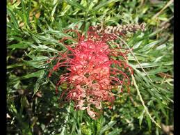Maybe you would like to learn more about one of these? Growing Grevillea Robyn Gordon Youtube