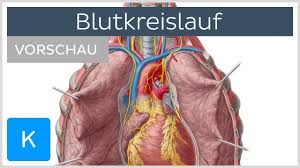 Anatomie mensch beschreibt die lage der organe und deren vielschichtiges zusammenspiel, den bau und funktion der knochen und muskeln, der sinnesorgane und des nervensystems des menschen. Blutkreislauf Vorschau Anatomie Des Menschen Kenhub Youtube