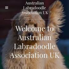 The love and devotion the australian labradoodle has for their human friends is simply amazing; Courtlands Autralian Labradoodles Labradoodles South Wales