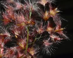 Image result for Melinis macrochaeta