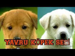 Yavru Kopek Sesi Uzun Versiyen Kopeklerinizi Cildirtin Youtube