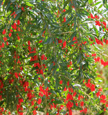 Image result for Lycium