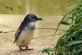 Pin On Penguins