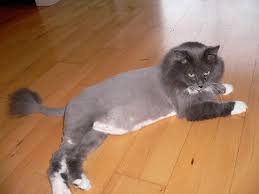 It is one of the popular cat haircuts where all the fur is shaved off except on certain areas such as the mane, tail tip, legs and the face. Vet Anesthetizes Cats For A Lion Cut Poc