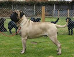 Thomas Fawn Male Strong Dog Bullmastiff Reserve Best In Show Bull Mastiff Dogs Great Dane Dogs
