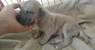 Find blue, harlequin, and black great danes today. Great Dane Puppy For Sale In Colorado Springs Co Adn 30597 On Puppyfinder Com Gender Female Age 2 Weeks Old Great Dane Puppy Great Dane Puppies For Sale