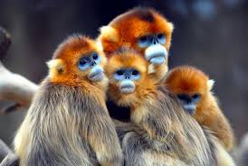 Poupette nous fait entrer dans le monde spectaculaire des fleurs rares ! Top 25 Des Photos Des Animaux Les Plus Rares De La Planete Adopteunmec Com